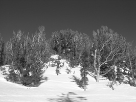 2006 02-Lake Tahoe BW Scenery 5